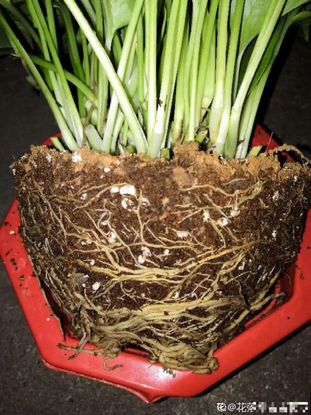 换盆掺点它，不烂根不黄叶，根长得比拇指还粗！