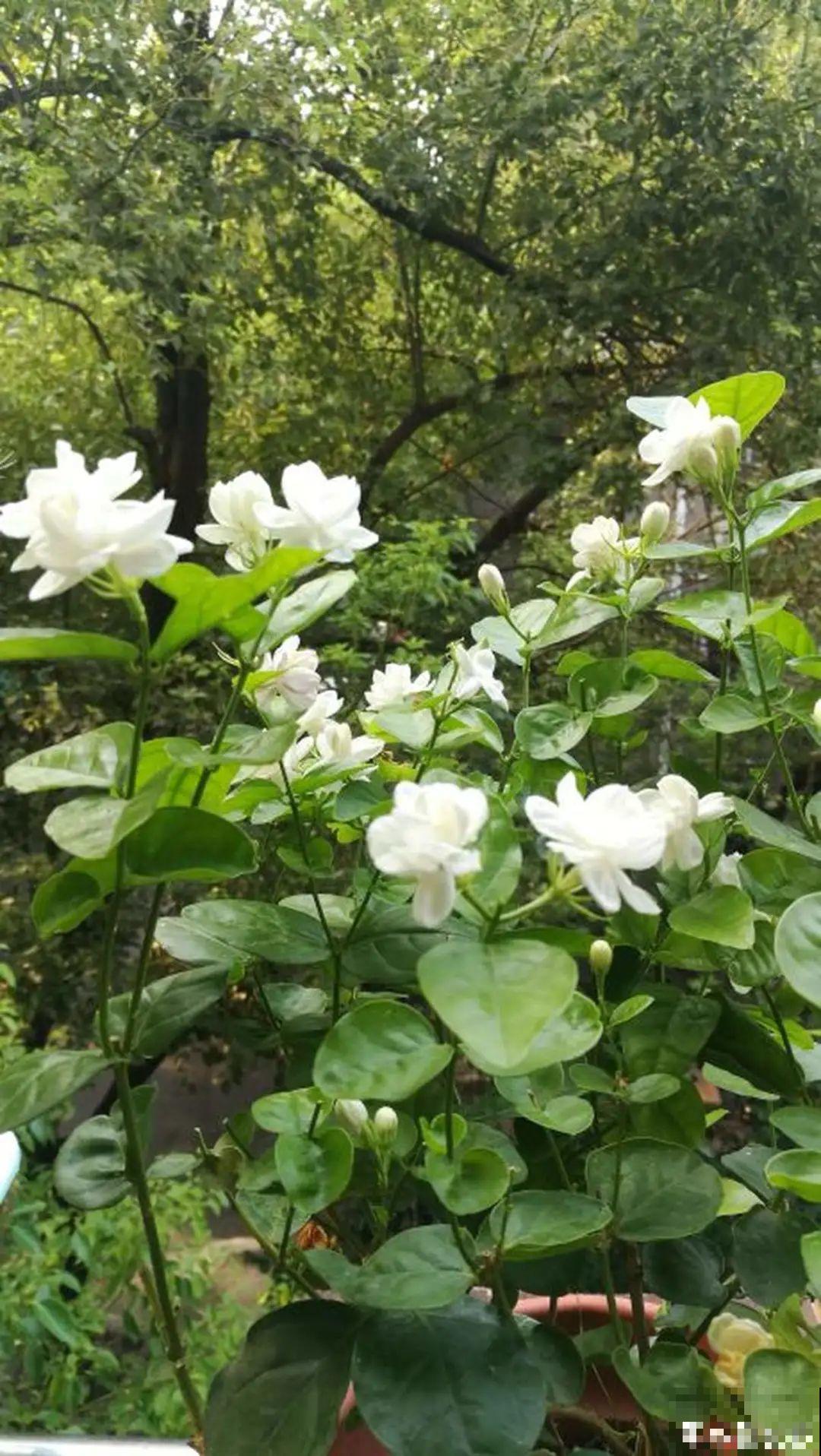 20种春天爆盆花，阳台养一盆，天一暖和就开爆！