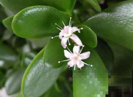 这种植物很难养开花，一开花就有好事发生，全家迎好运！