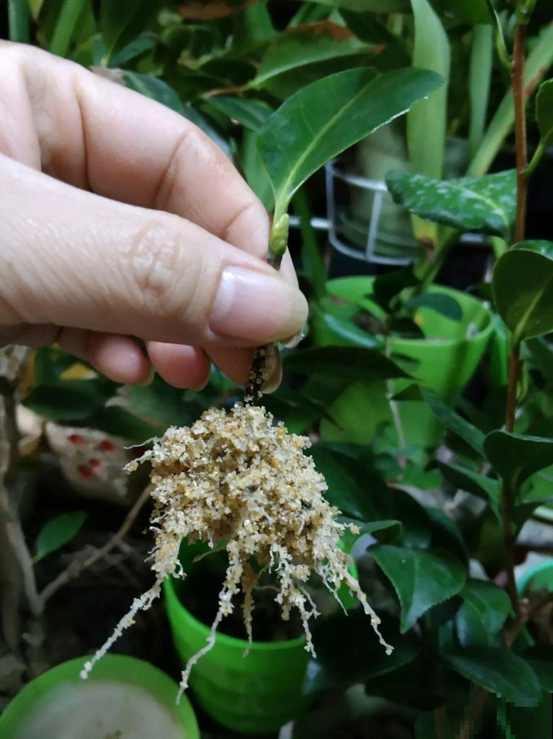 这6种花，现在扦插最好活，摘片叶子照样生根！