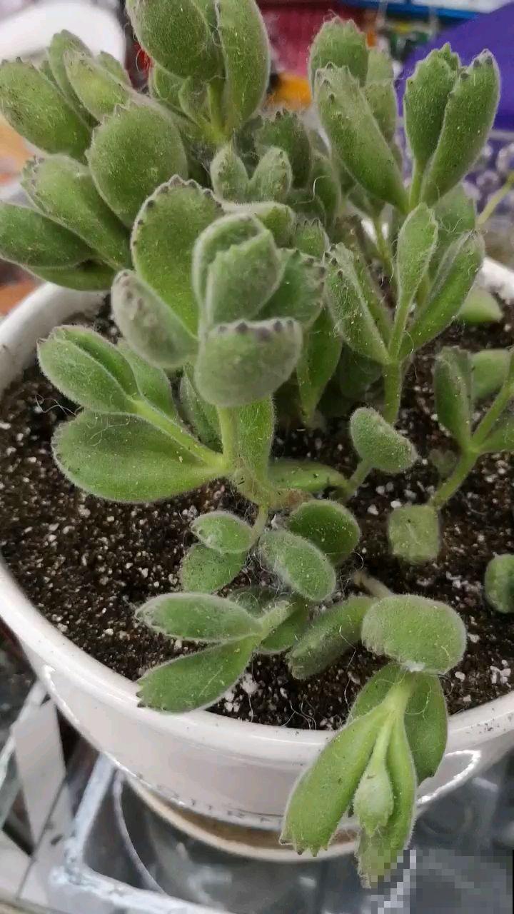 爷爷养的熊童子，盆盆叶肥根壮，活脱脱像棵小树苗