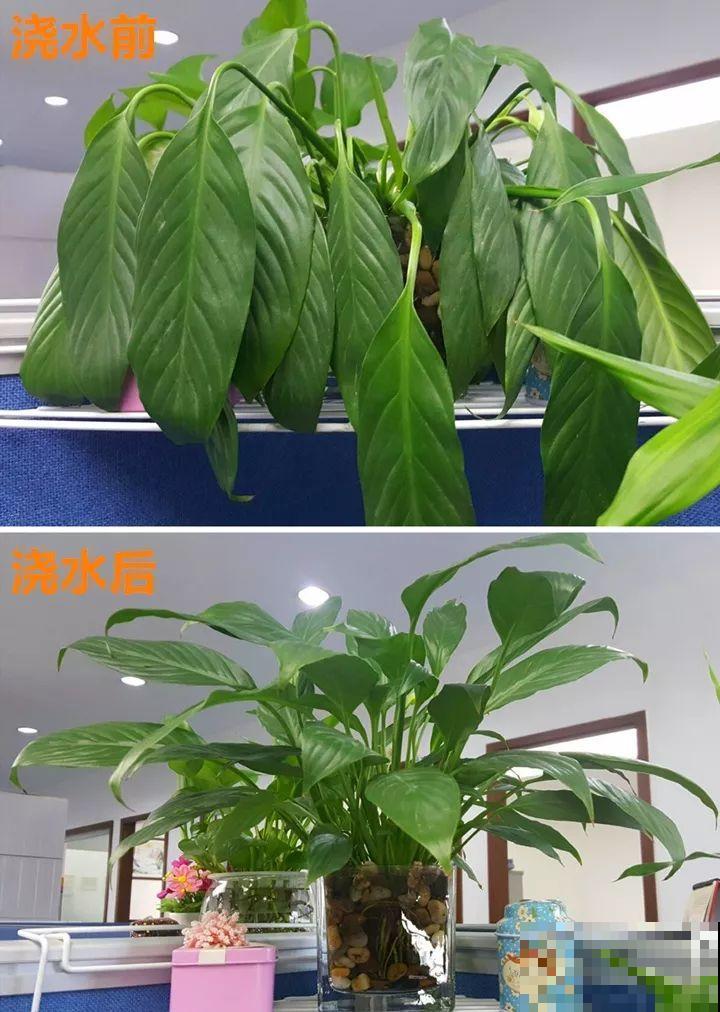 花变成这样，立马剪撒点粉，否则撑不过7天！