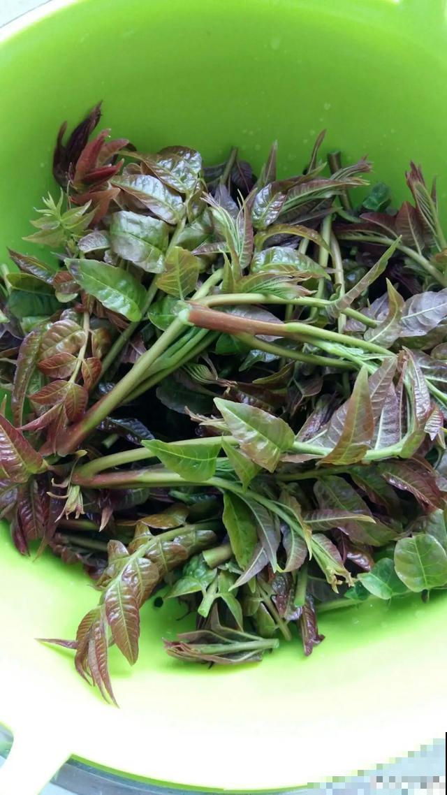 春天野菜赛黄金，教你2种做法，好吃又养生！