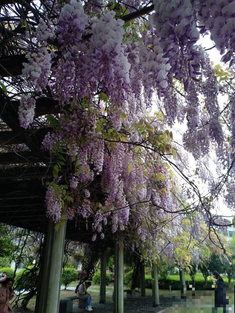 家里养棵紫藤花，紫气东来寓意好，还能开成花瀑布