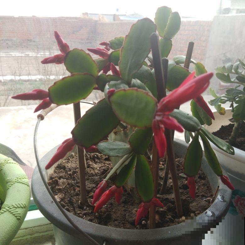 土壤表面长出这个，就得赶紧换盆，否则半月花就死翘翘