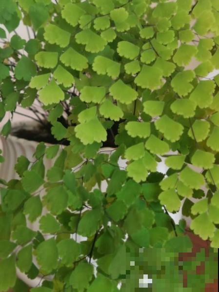 蕨类植物好看又好养，家里就能养，美貌堪比装饰品！