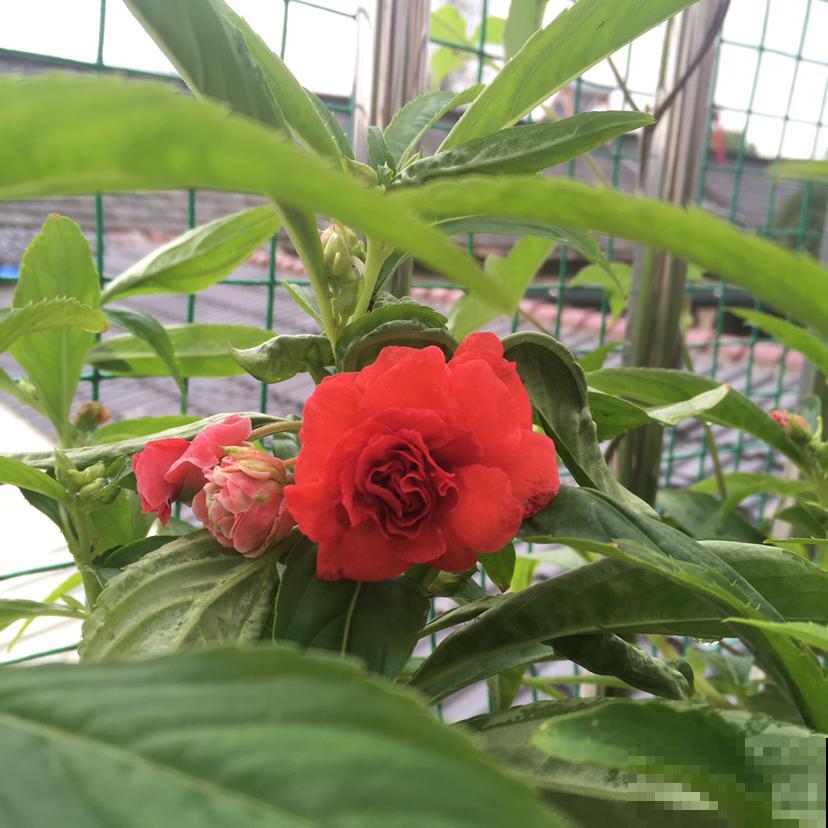 这2种花长在院子里的花，都是小时候的记忆，现在花盆里也能养