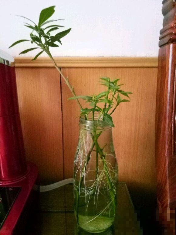 雪碧瓶剪一刀，养花扦插绝对活，大白根呼呼长！