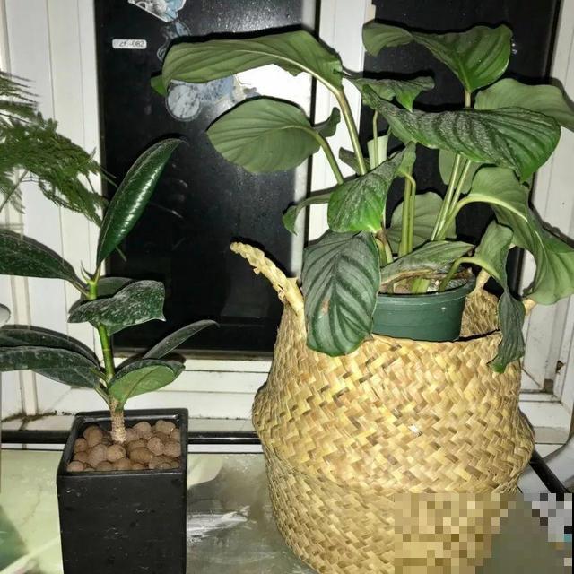 这花太娇气，忘了给它喷水，叶子直接干成杂草！