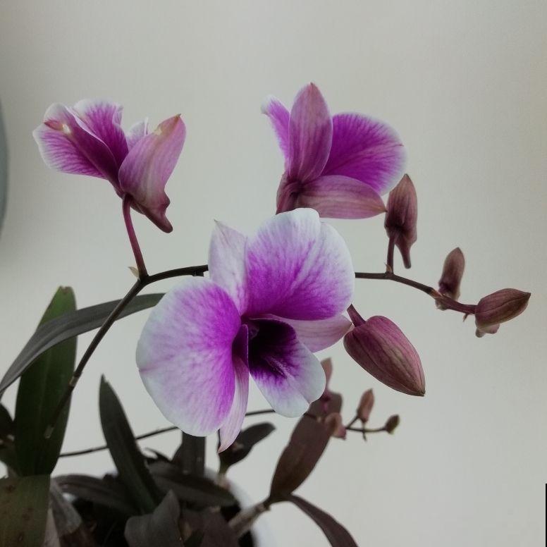 这种花，浑身是宝，养在家里招好运，10盆不嫌多