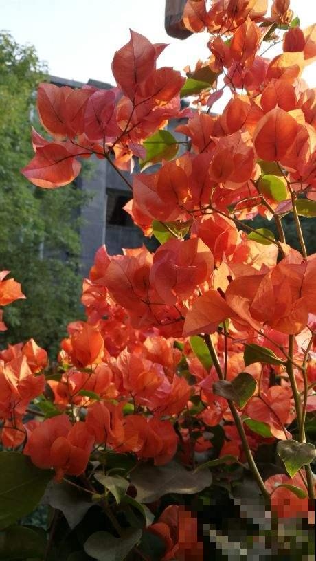 院里种棵“护家树”，开花红得像火，越养越有福气