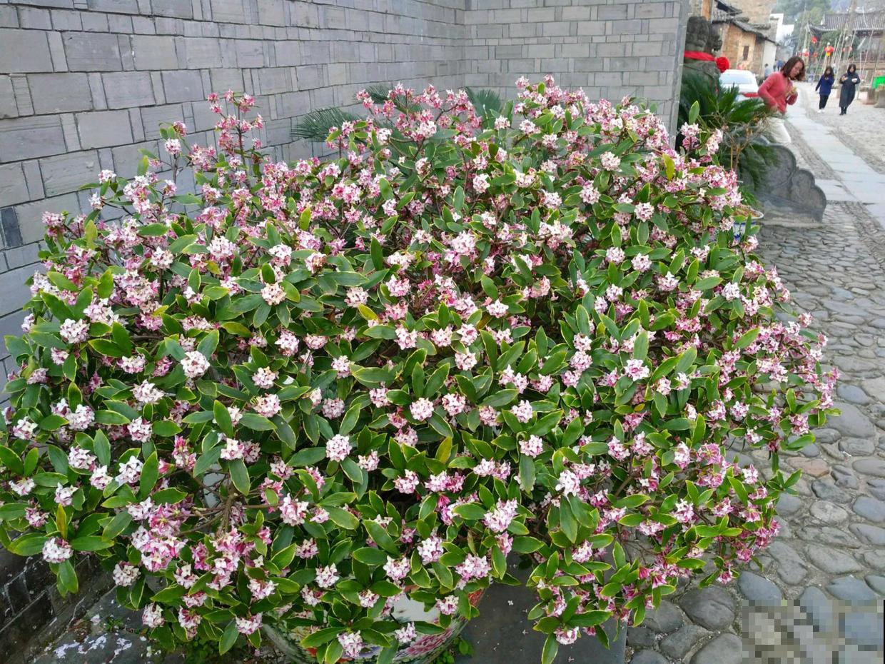 小镇上的瑞香花，一棵比澡盆还大，整条街都是香的！