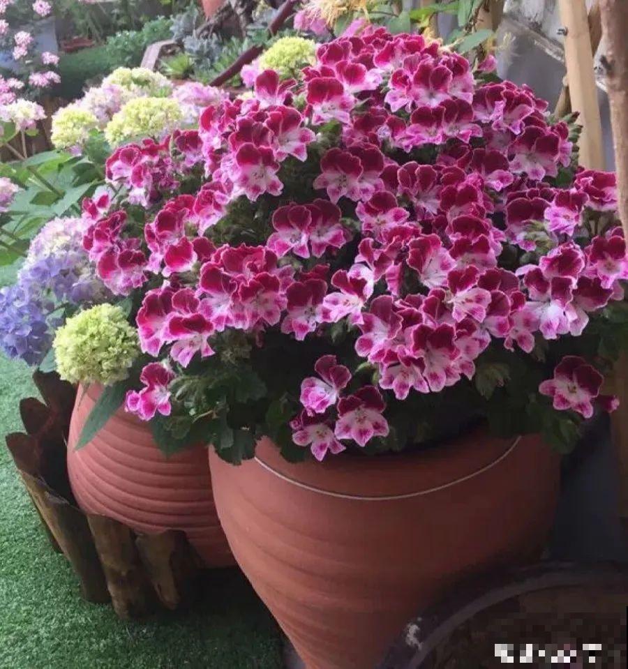 这7种花春天别乱剪，手太勤快了，反而春天不开花！