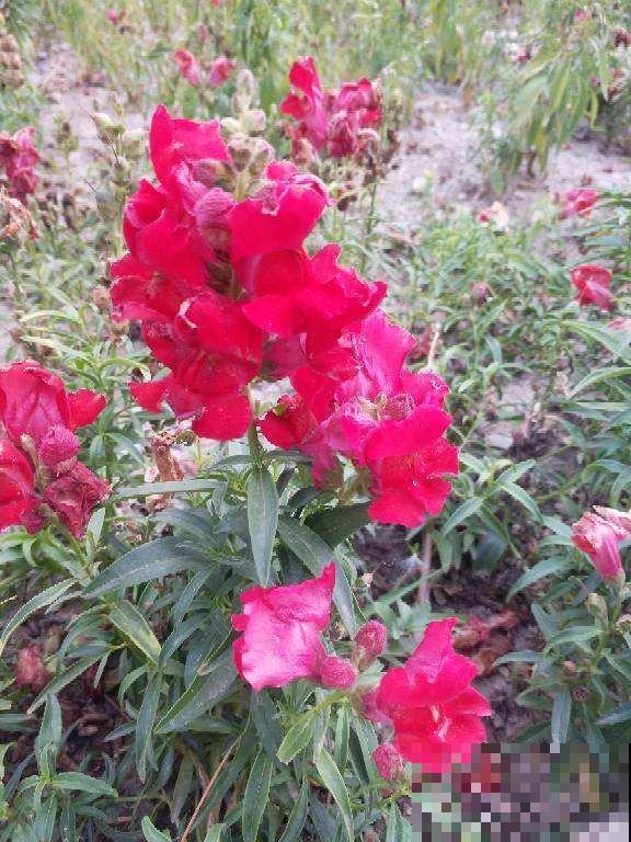 有院子的就养它，种到土里就疯长，来年开出大片花海