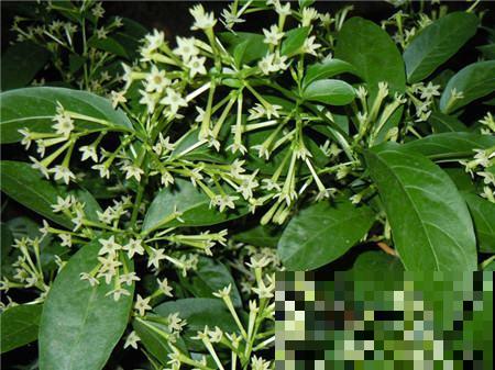 卧室有这4种花，赶紧搬出去，对身体不好！