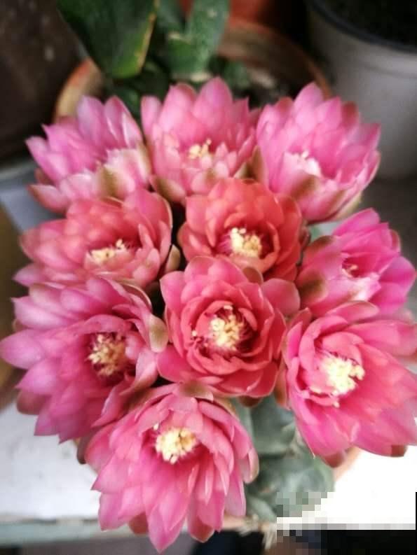 这花邻居养了三年都没开，放那没管竟开花，原来问题出在这