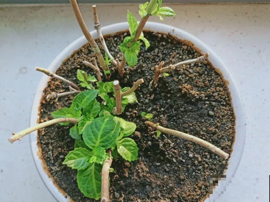 换盆时间到了，家里有这花，换完就窜新芽！