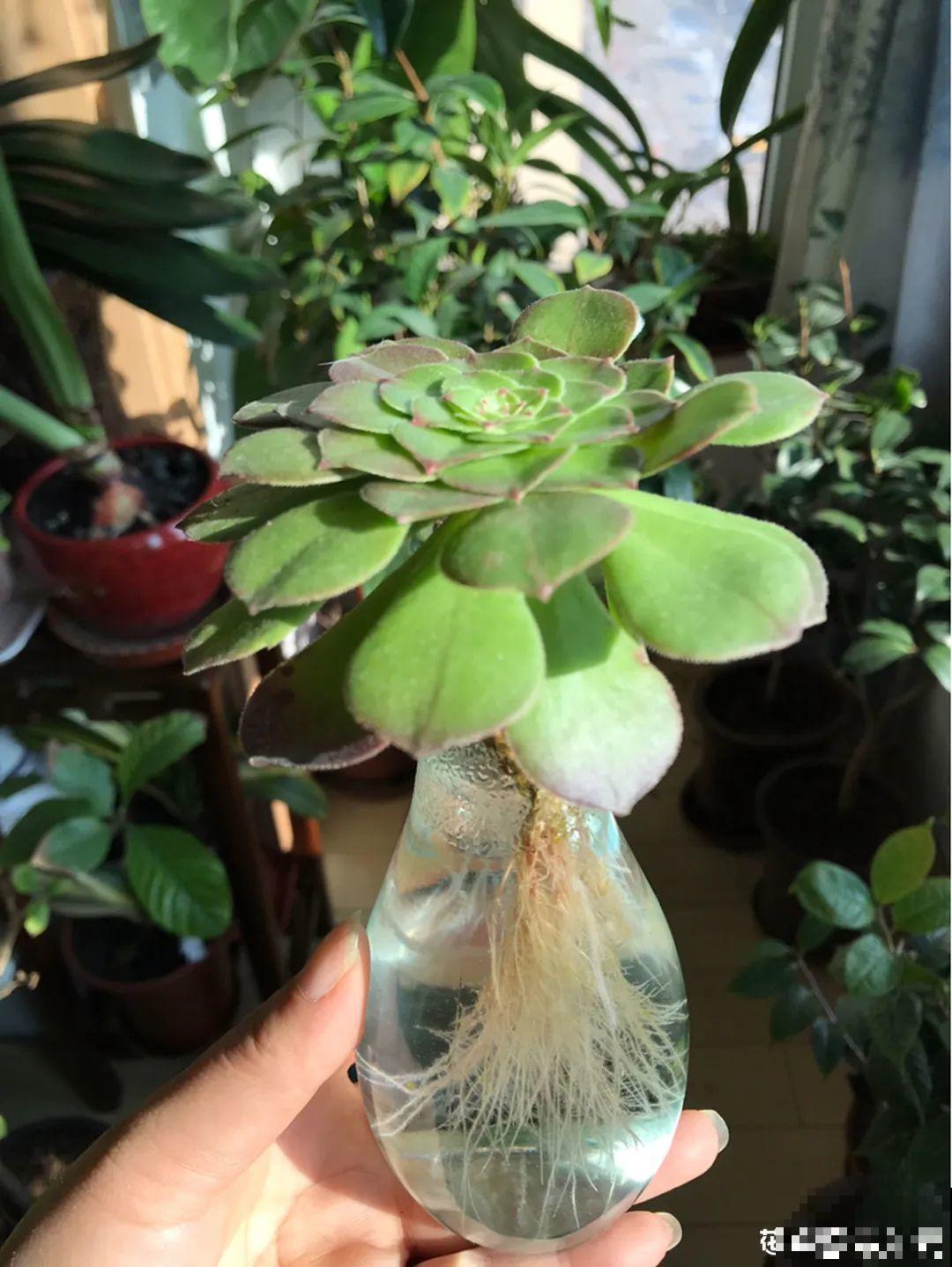 最难养的7种花，丢水里反而蹭蹭长，根系长满瓶！
