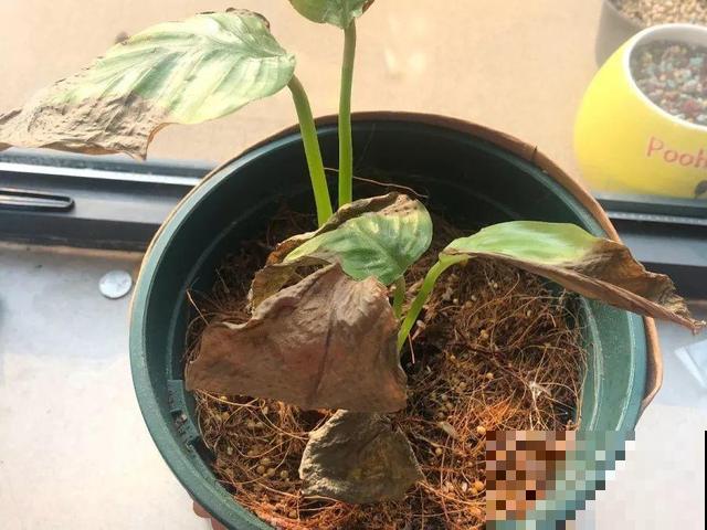这花太娇气，忘了给它喷水，叶子直接干成杂草！