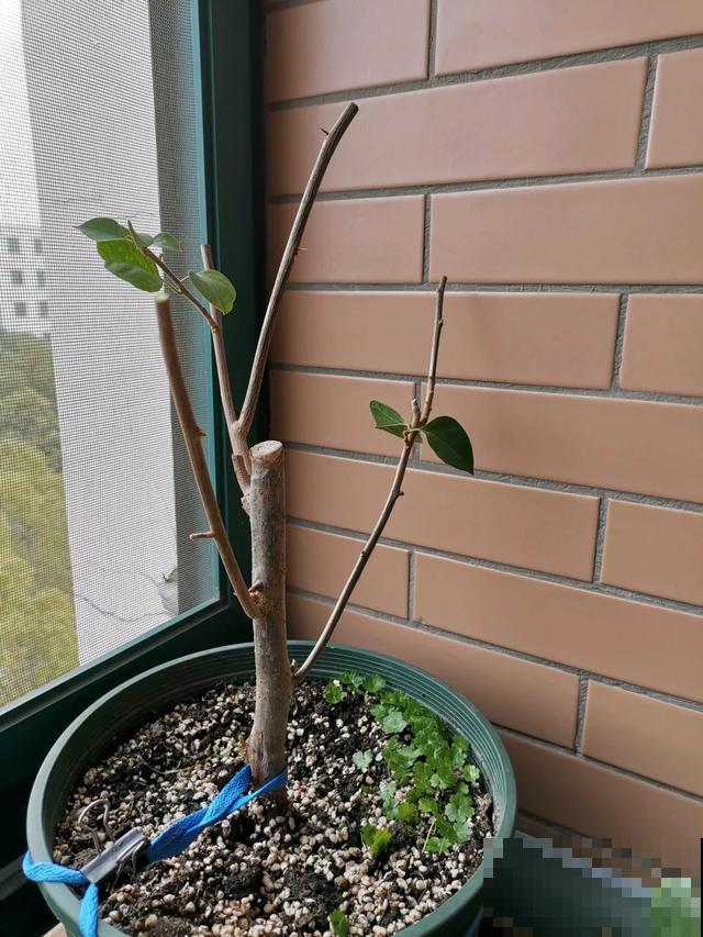 养花就得下狠手，剃光头、撸光叶，越剪越开花