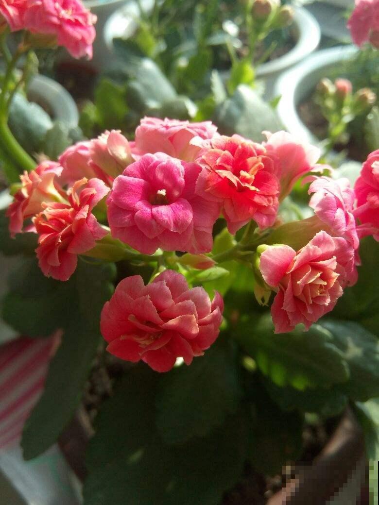 这两种花，开起来没完没了，阳台都变得热闹起来！