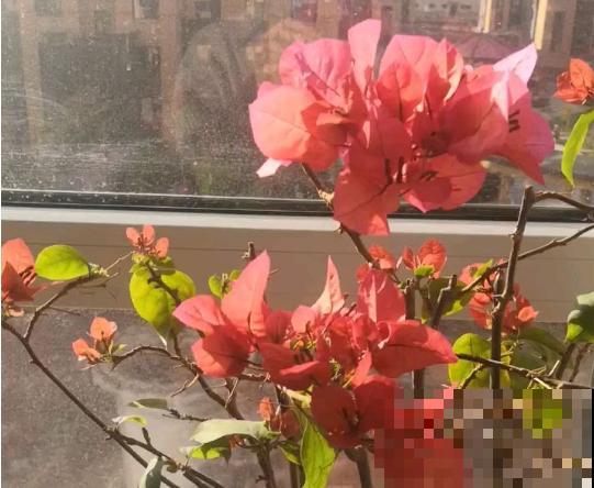 早春谨防倒春寒，家里的花不能乱剪，剪完今年没花看！
