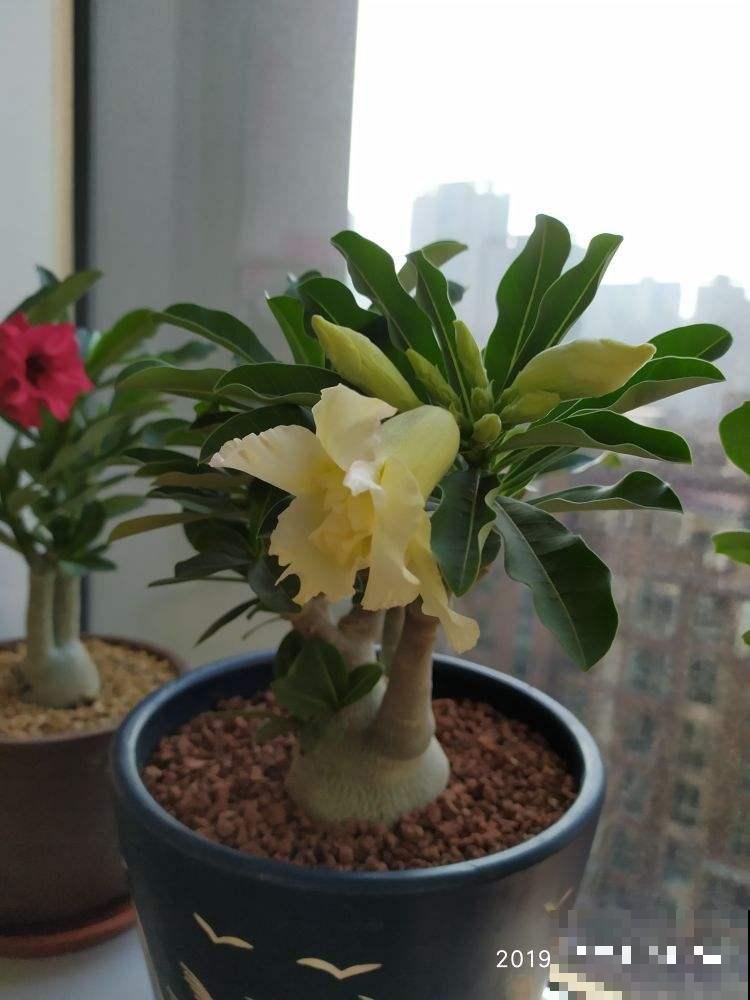 这花长了个大肚子，千万别多浇水，水一多准烂根