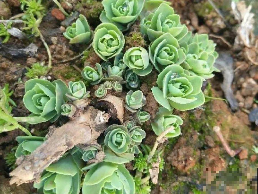 养这花才省心，掉片叶子下来，砖缝里也能长！
