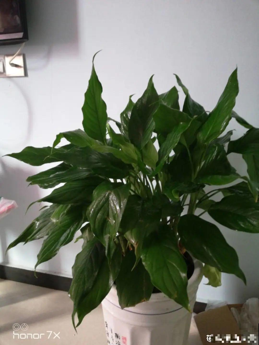 6种吃虫子的花，家里养1盆，虫子都被吓跑了！