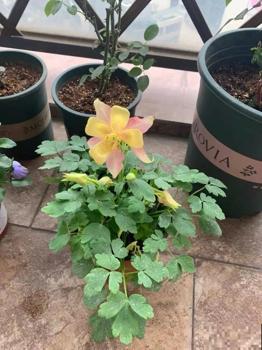 这花名字土掉渣，开花却特美，花期长达3个月！