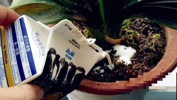鸡蛋壳这么用，啥效果也没有，反而招了满盆小虫子！