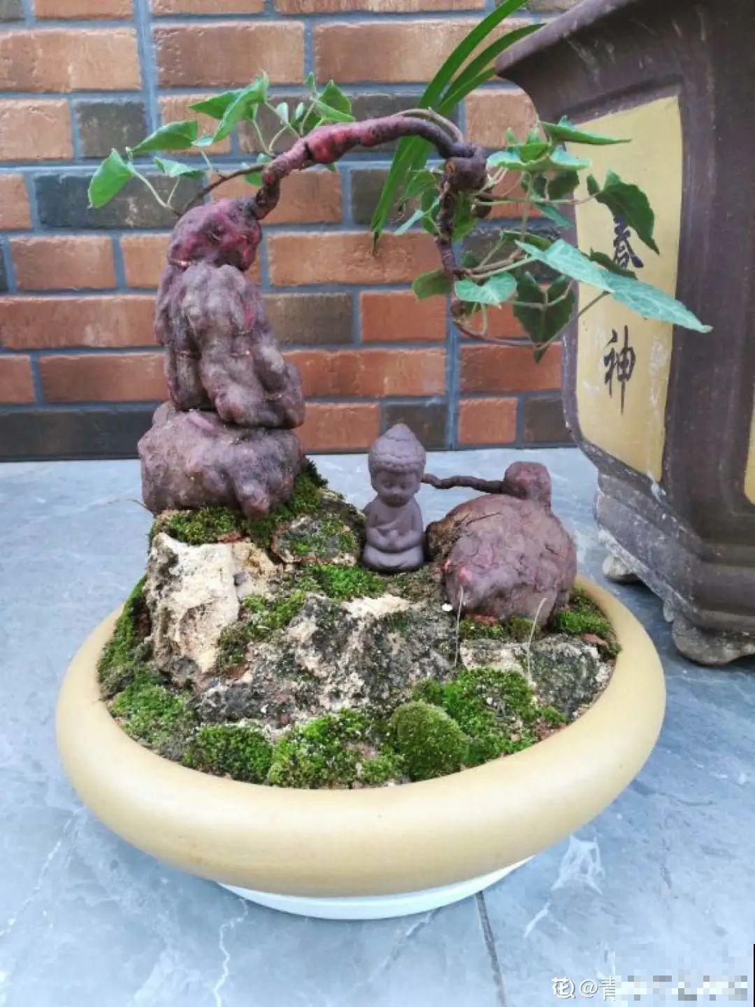 农村不起眼的树，挖一棵做盆景，比买得还要好看！