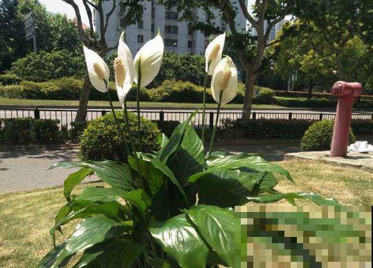 名字最吉祥的8种花，摆在家里，天天都有好心情！
