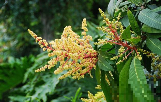 10种水果开花图，你可能一个都没见过！