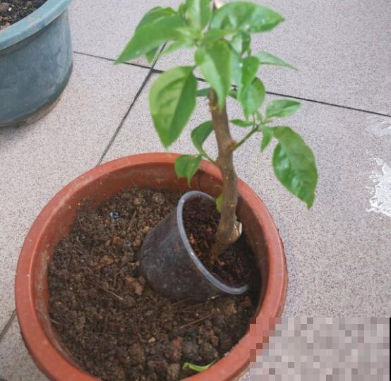 最奇葩的养花方法，扦插催花效果好，谁用谁知道！