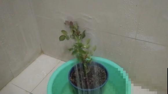他给叶片喷牛奶，虫子死了一大片，花儿还能呼呼长！