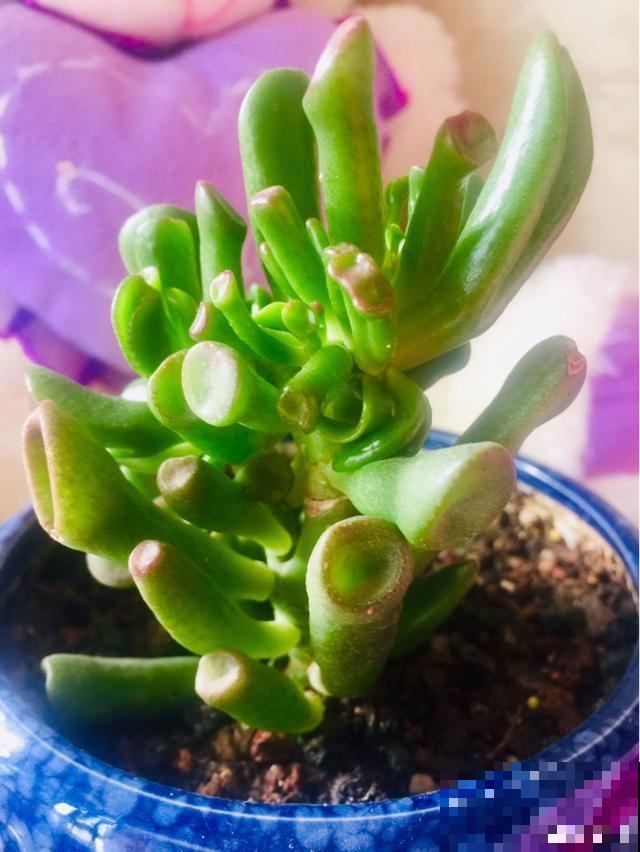 一次疫情，荒芜不了整个春天，阴霾会过去，鲜花也会盛开！