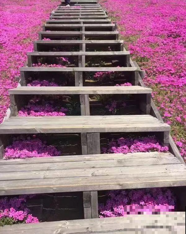 养这花才省心，掉片叶子下来，砖缝里也能长！