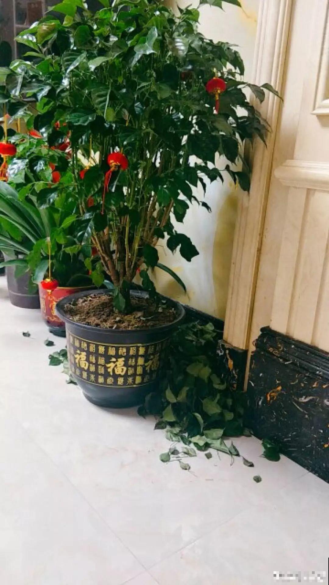 春天给花1盆水，疯长拦不住，开满整个阳台！