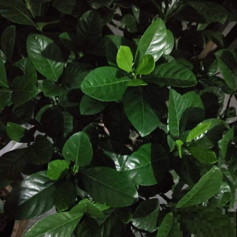 修剪也得有“度”，“3种花”要悠着点，剪狠了一年不开花