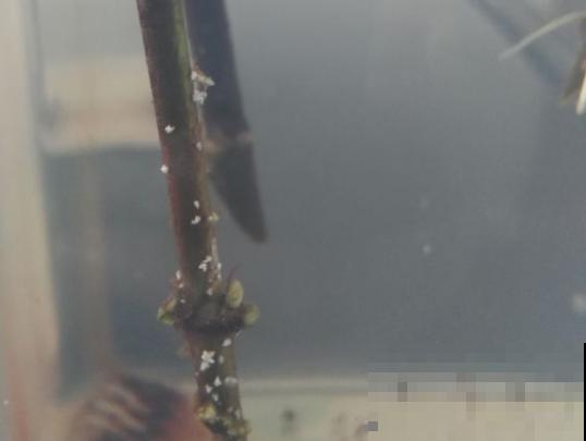 雪碧瓶剪一刀，养花扦插绝对活，大白根呼呼长！