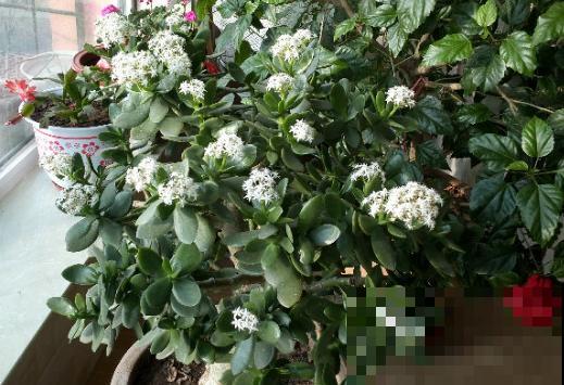 这种植物很难养开花，一开花就有好事发生，全家迎好运！