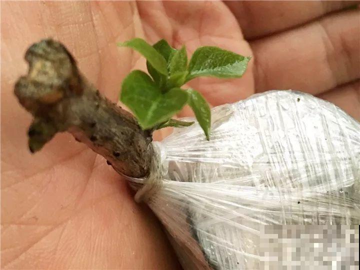 大哥养的三角梅，剪完捆一捆，开花爆出6个色！