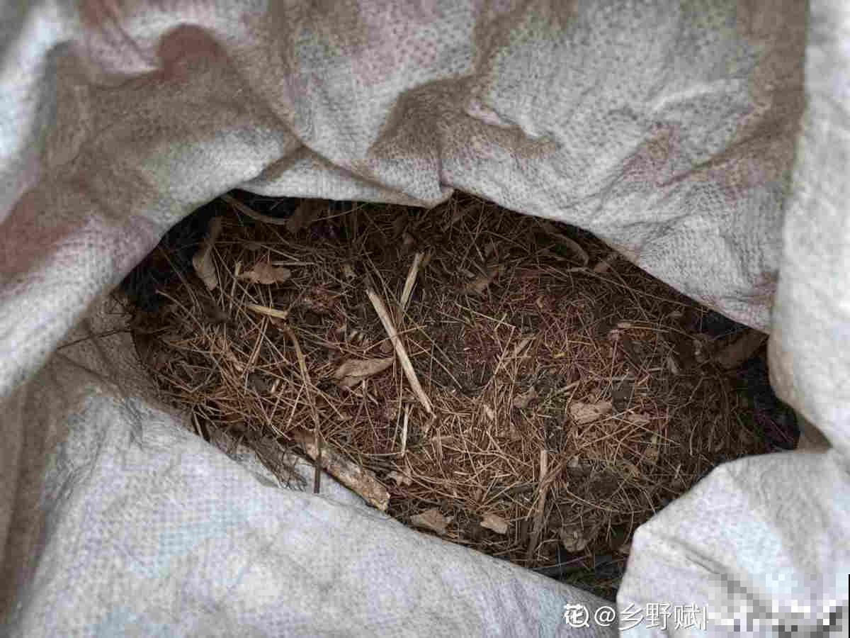 土里撒点“小圆球”，肥效特强，花吃了蹭蹭长