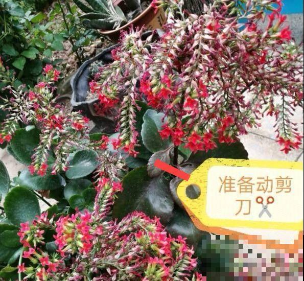 金枝玉叶不能长太高，越矮越值钱，一长高就砍！