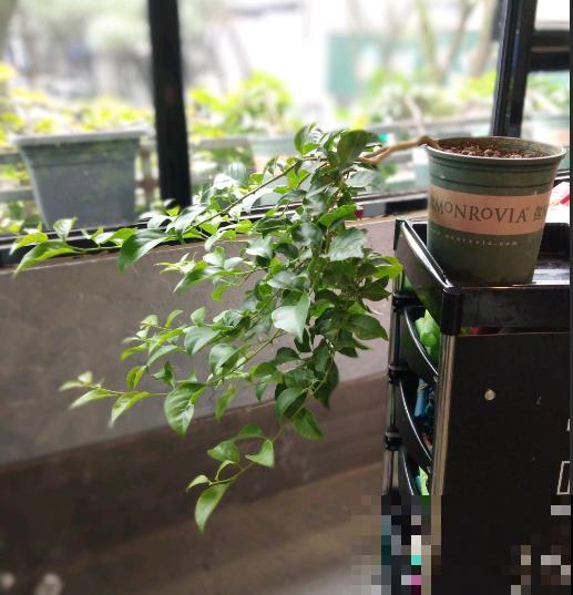 三角梅拉根枝条捆一捆，普货立马变精品，价值翻倍！