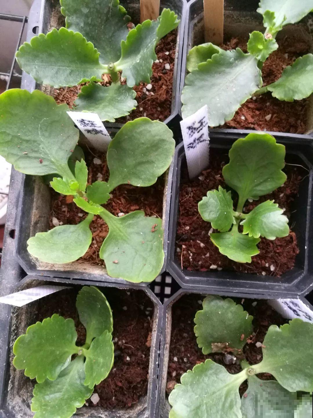 这6种花，现在扦插最好活，摘片叶子照样生根！
