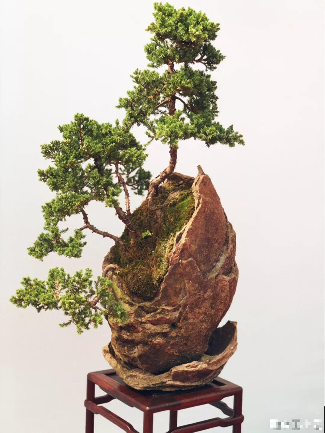 家里养这花，盆越小花越多，大冬天也能呼呼开！