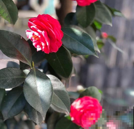 3月该给花施肥了，每月浇点这东西，开花真给力！