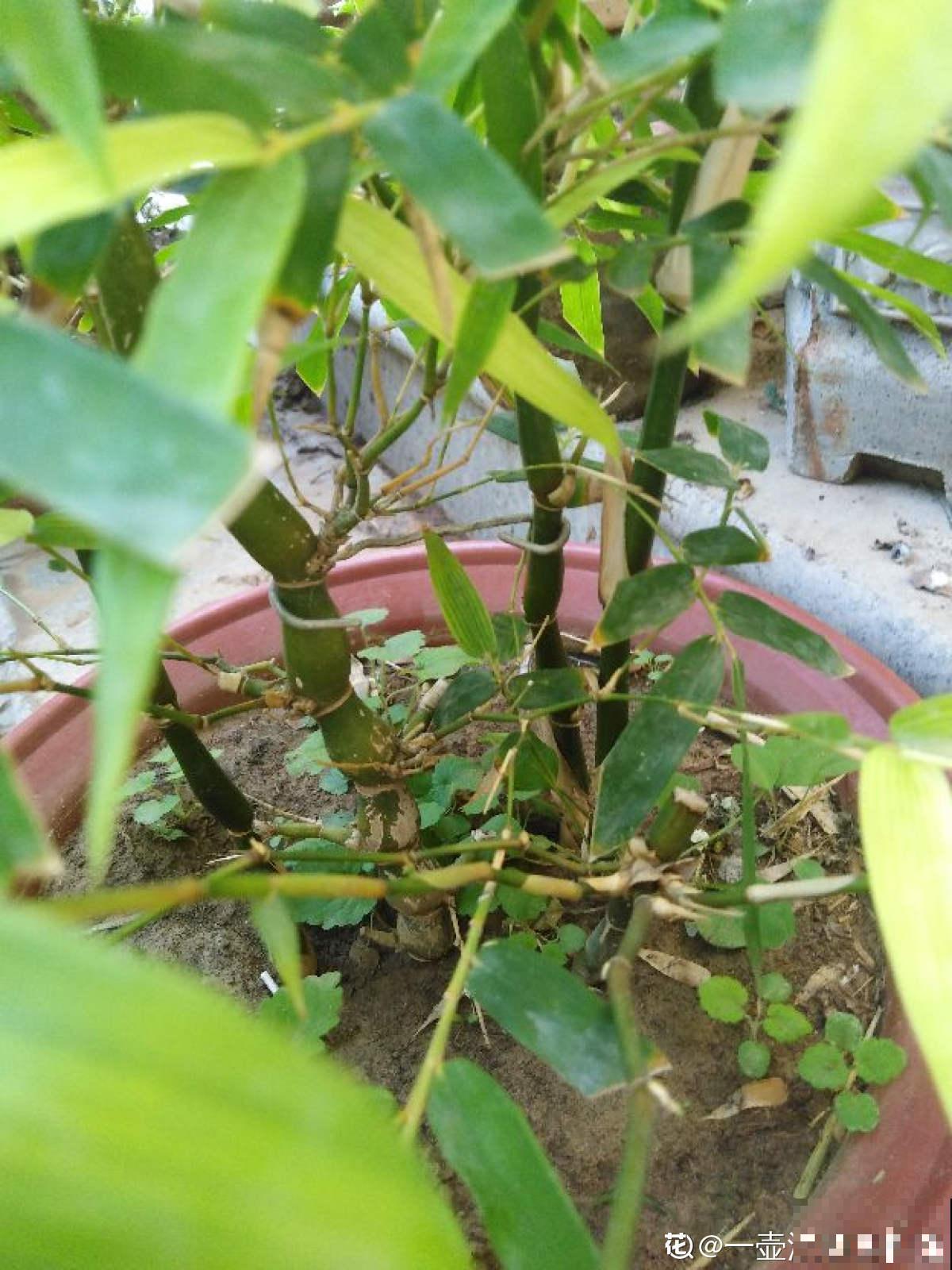 这种竹子真“贵气”，气质一级棒，养在家里特上档次